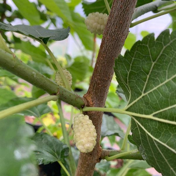 Buluklu Mulberry Cutting - Dingdong's Garden