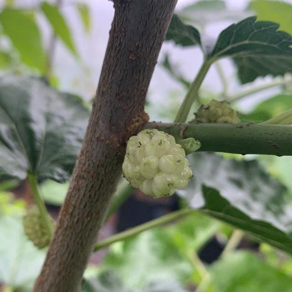 Buluklu Mulberry Cutting - Dingdong's Garden