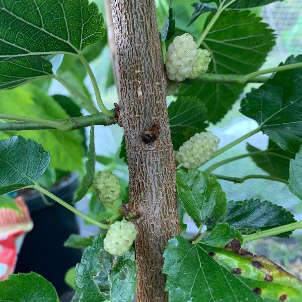 Buluklu Mulberry Cutting - Dingdong's Garden