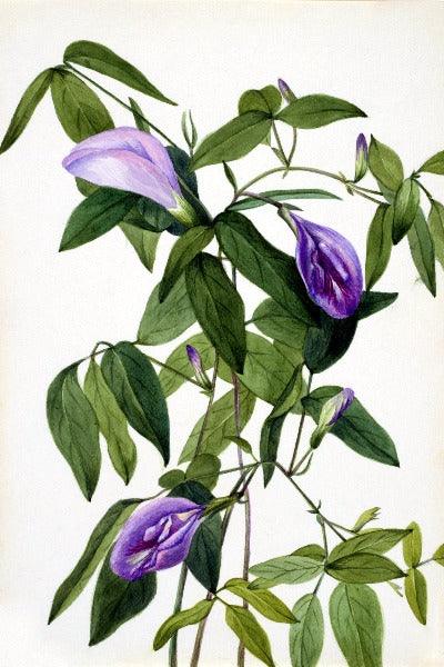 Butterfly Pea (Clitoria mariana) Wildflower 4x6 Decorative Card - Dingdong's Garden