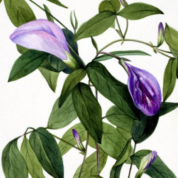 Butterfly Pea (Clitoria mariana) Wildflower 4x6 Decorative Card - Dingdong's Garden