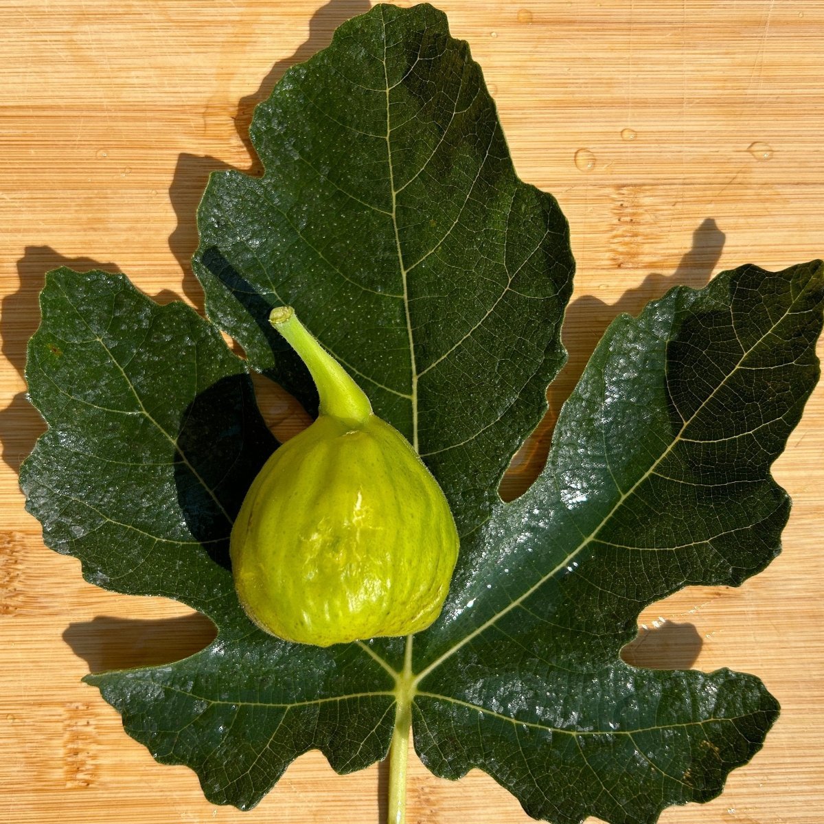 Byadi Fig Cutting - Dingdong's Garden