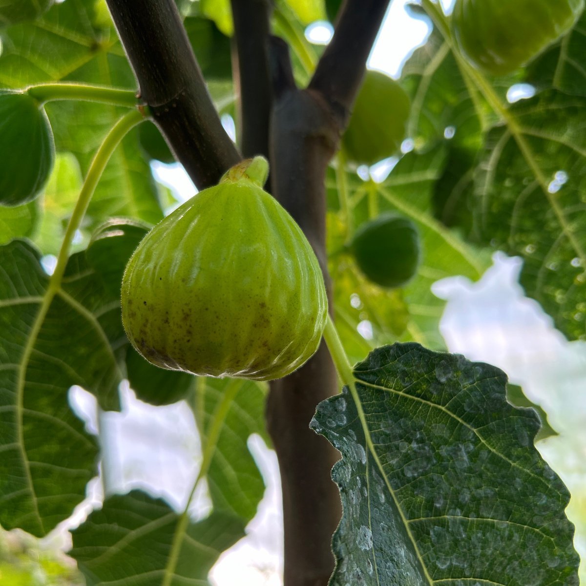 Byadi Fig Cutting - Dingdong's Garden