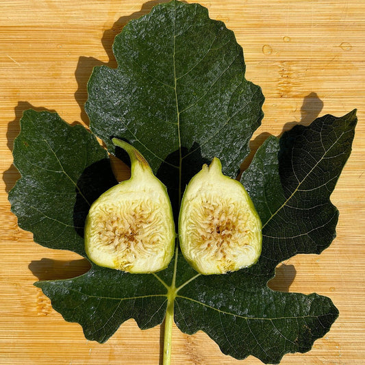 Byadi Fig Cutting - Dingdong's Garden