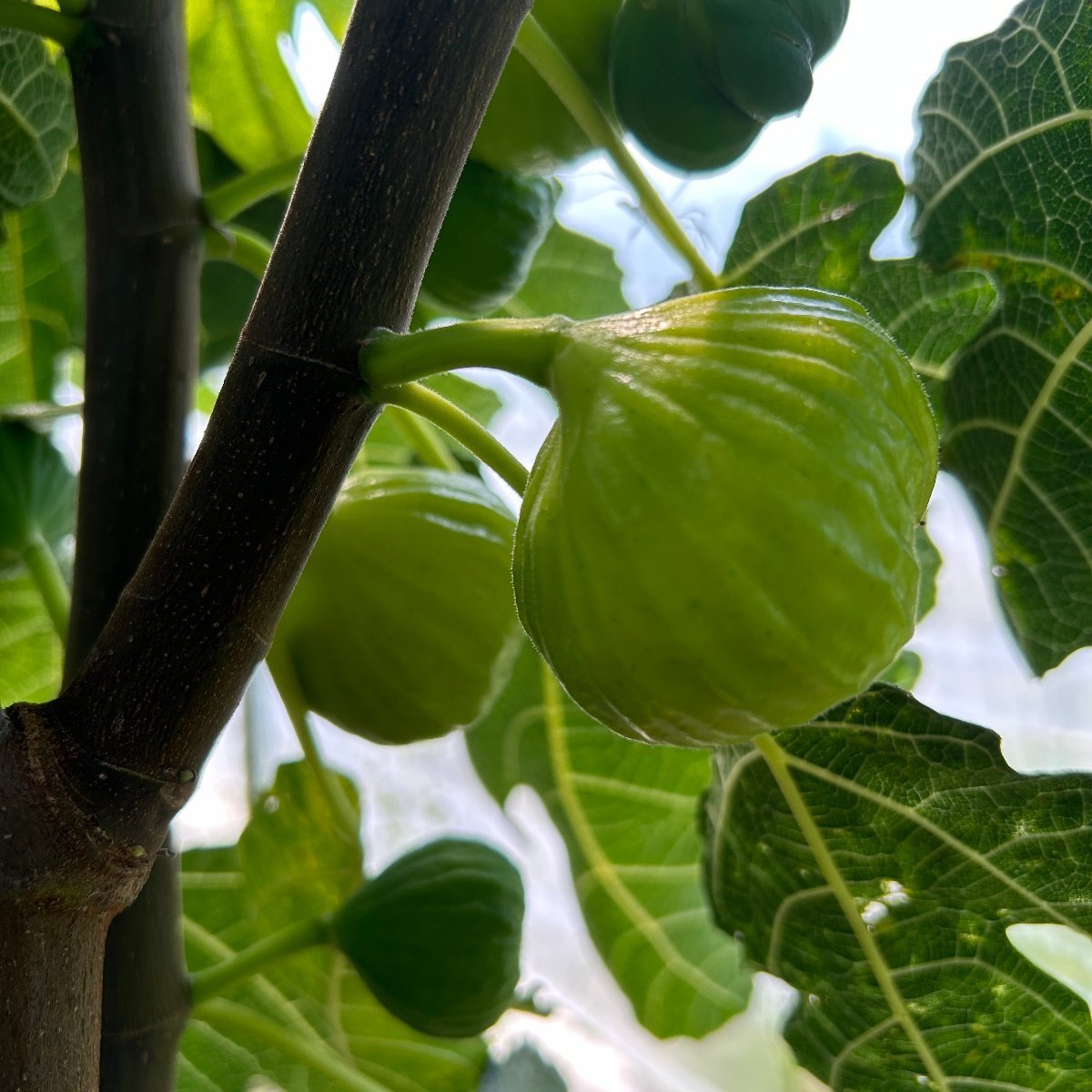 Byadi Fig Cutting - Dingdong's Garden