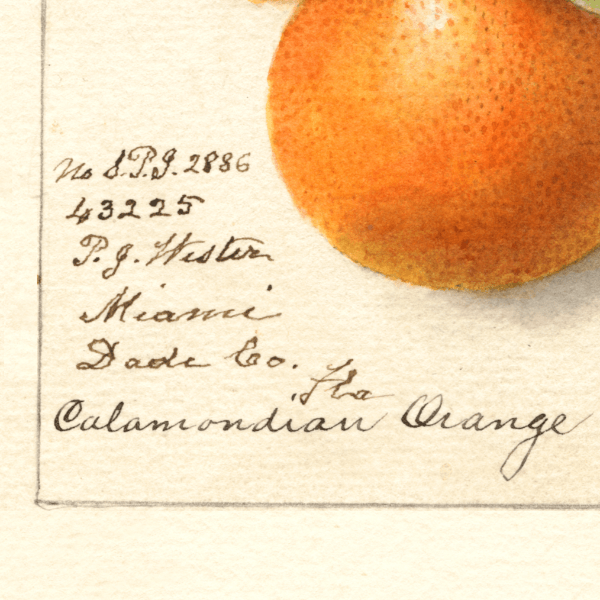 Calamondian Orange 4x6 Decorative Card - Dingdong's Garden