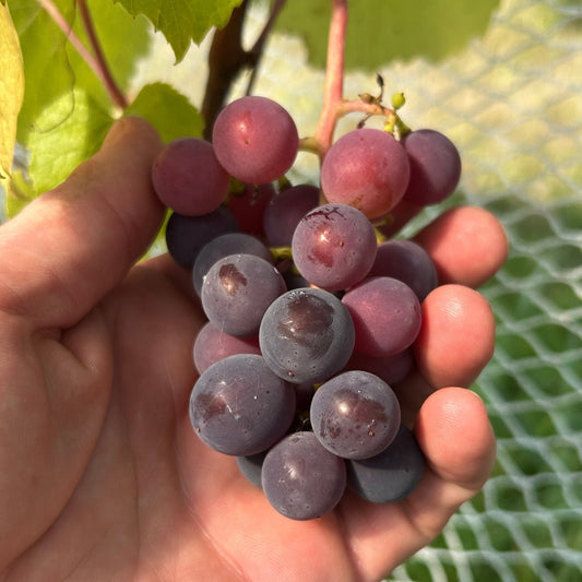 California Concord Table Grape Cutting - Dingdong's Garden