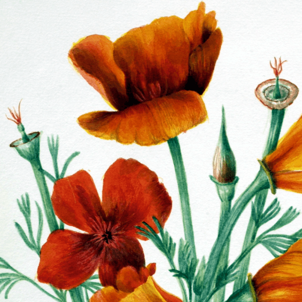 California Poppy (Eschscholtzia californica) Wildflower 4x6 Decorative Card - Dingdong's Garden