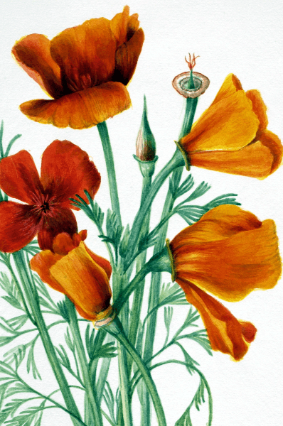 California Poppy (Eschscholtzia californica) Wildflower 4x6 Decorative Card - Dingdong's Garden