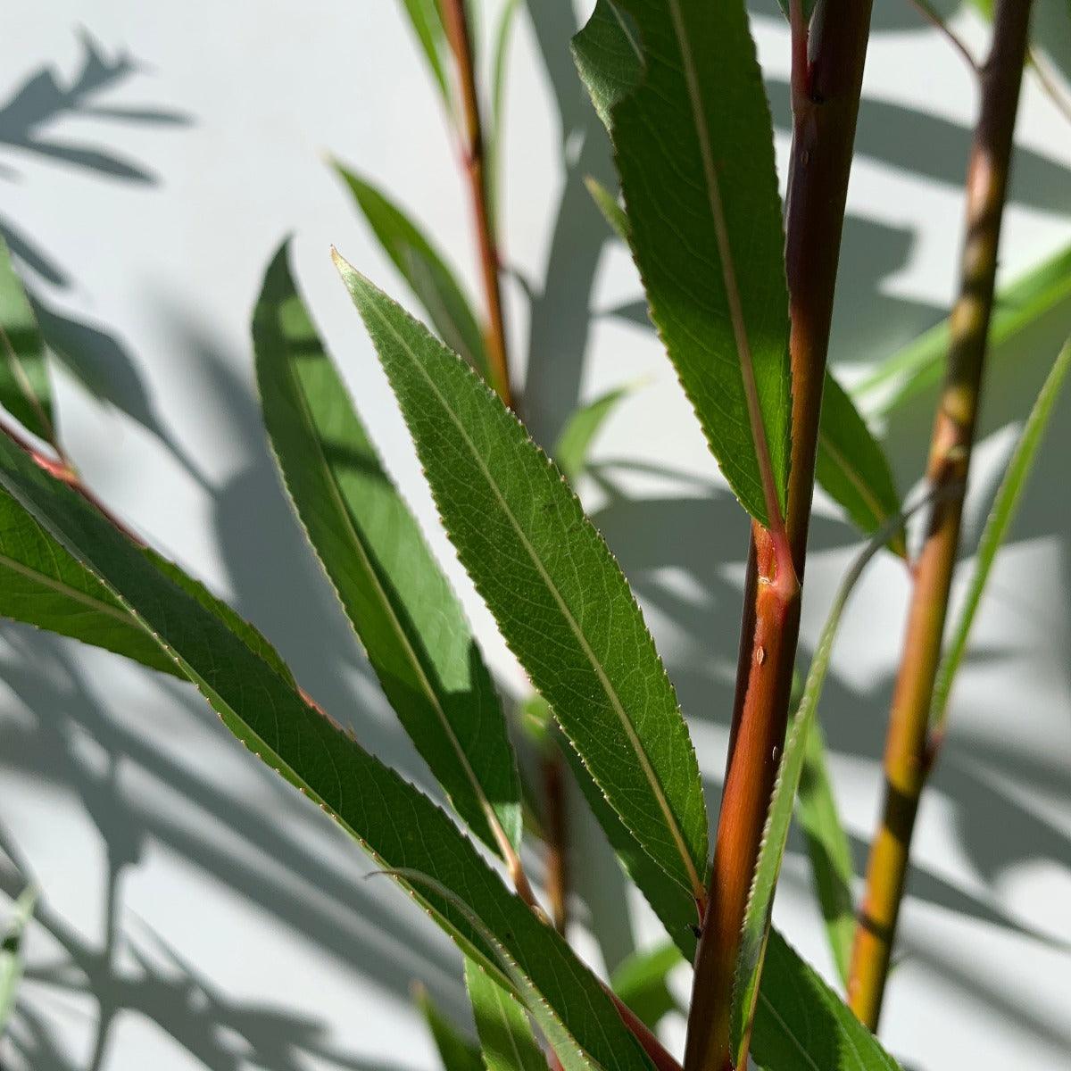 Calliantha Willow Cutting - Dingdong's Garden