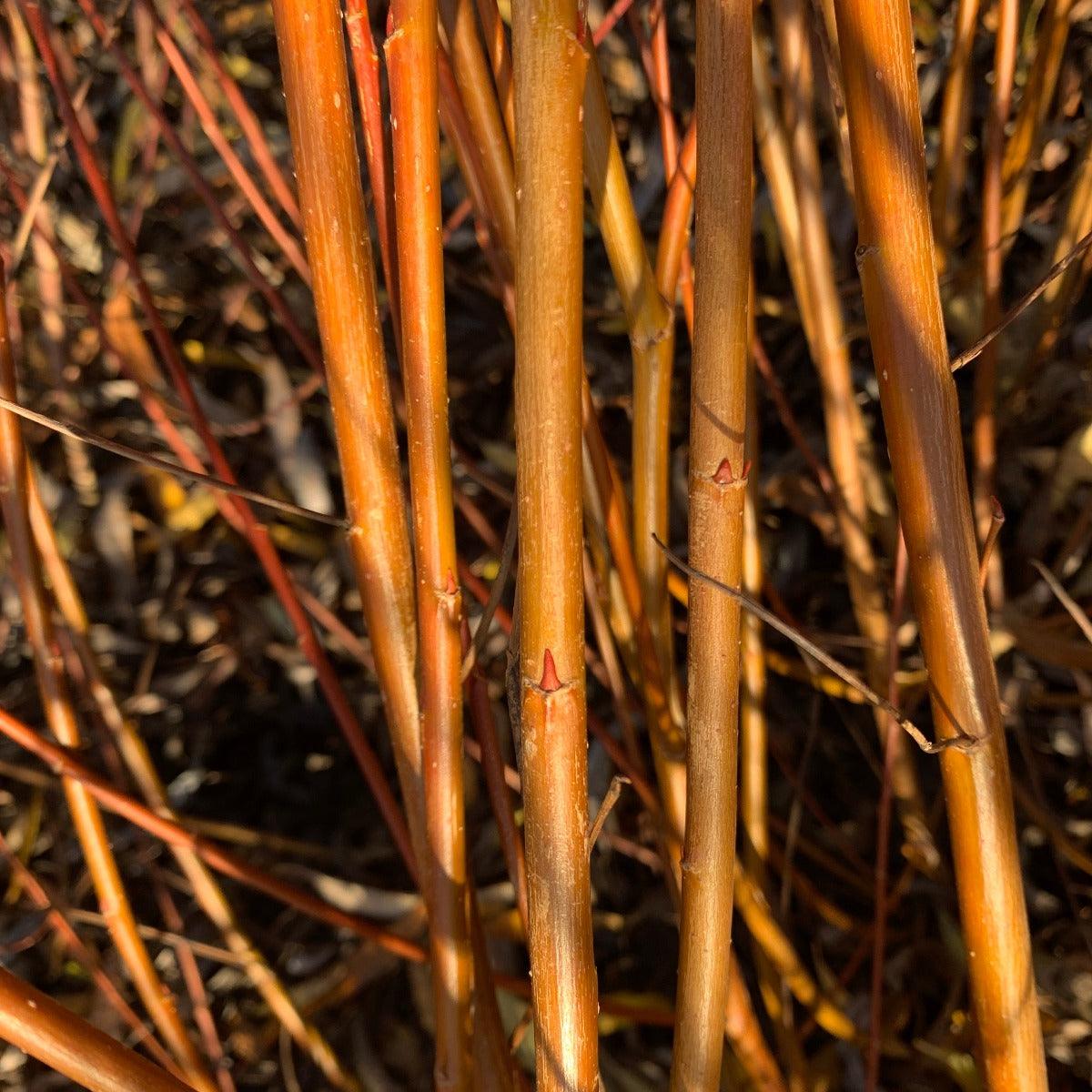 Calliantha Willow Cutting - Dingdong's Garden