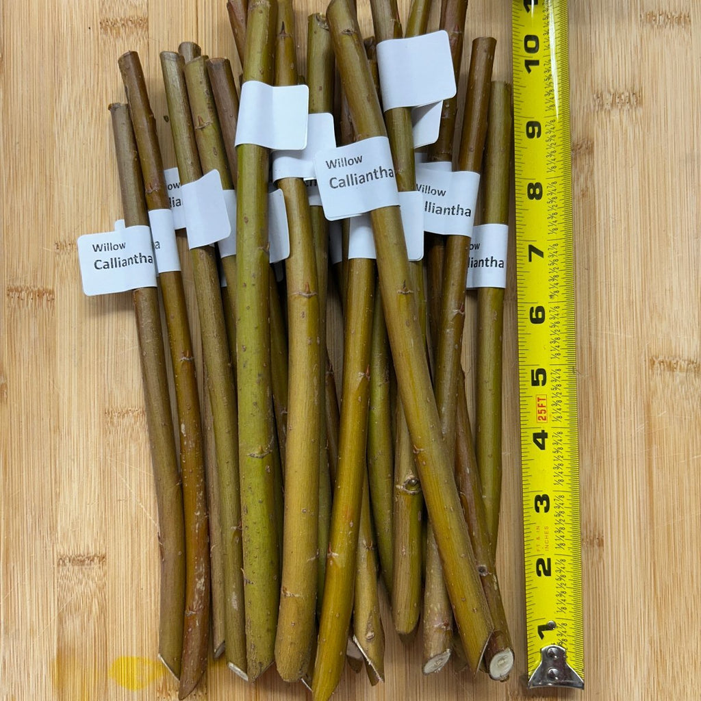 Calliantha Willow Cutting