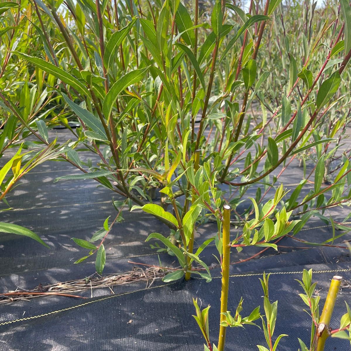 Calliantha Willow Cutting - Dingdong's Garden