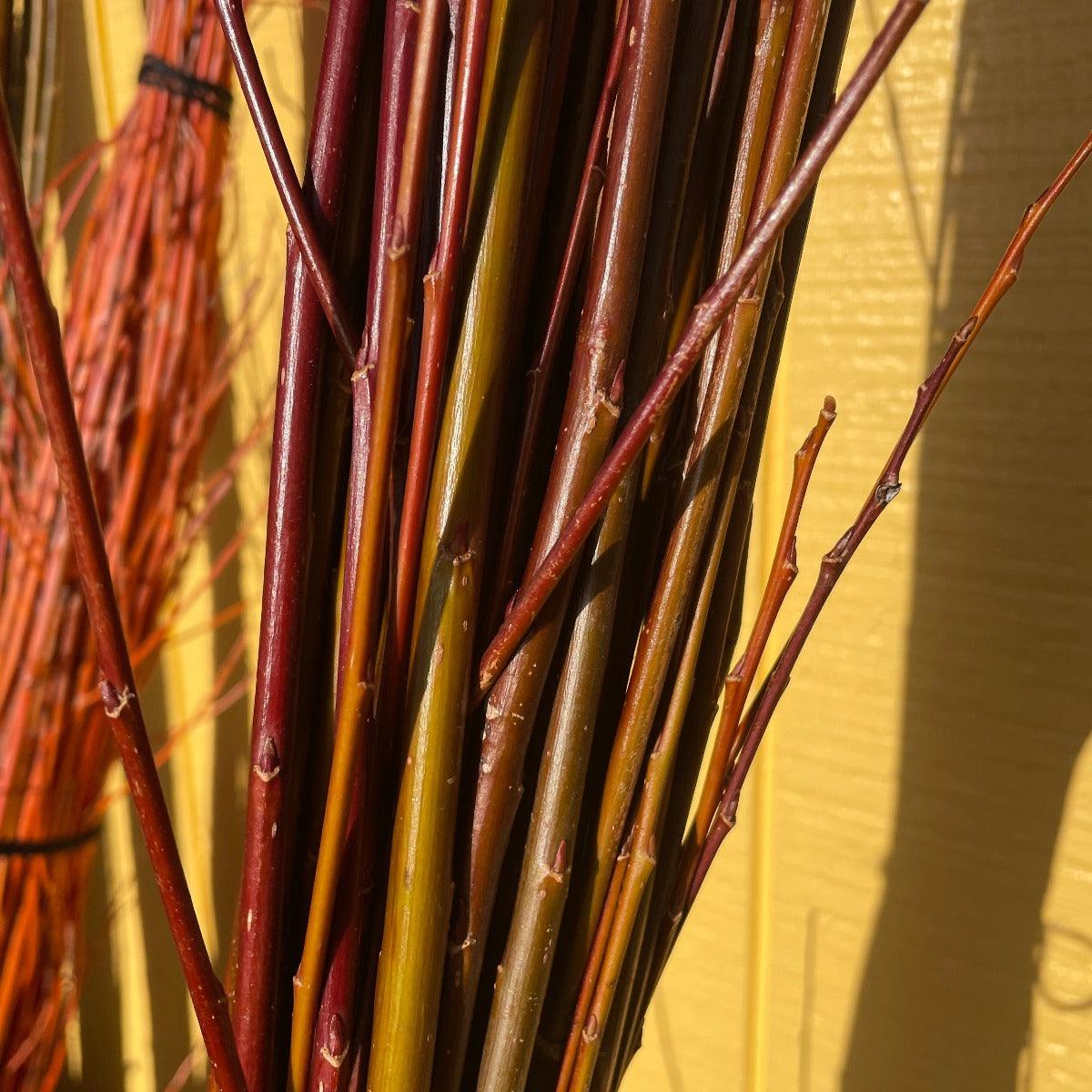 Calliantha Willow Cutting - Dingdong's Garden