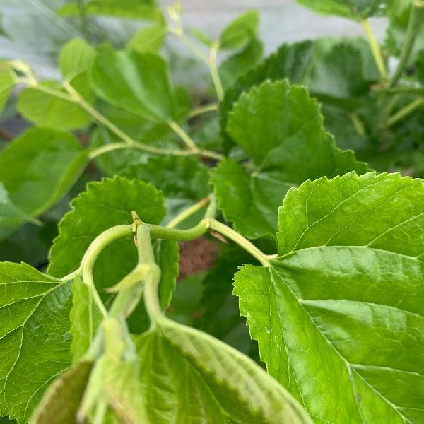 Callie's Delight Contorted Mulberry Cutting - Dingdong's Garden