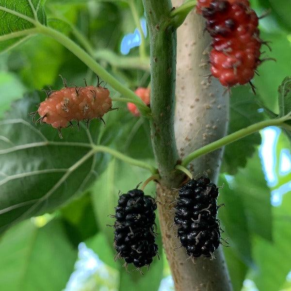 Callie's Delight Contorted Mulberry Cutting - Dingdong's Garden