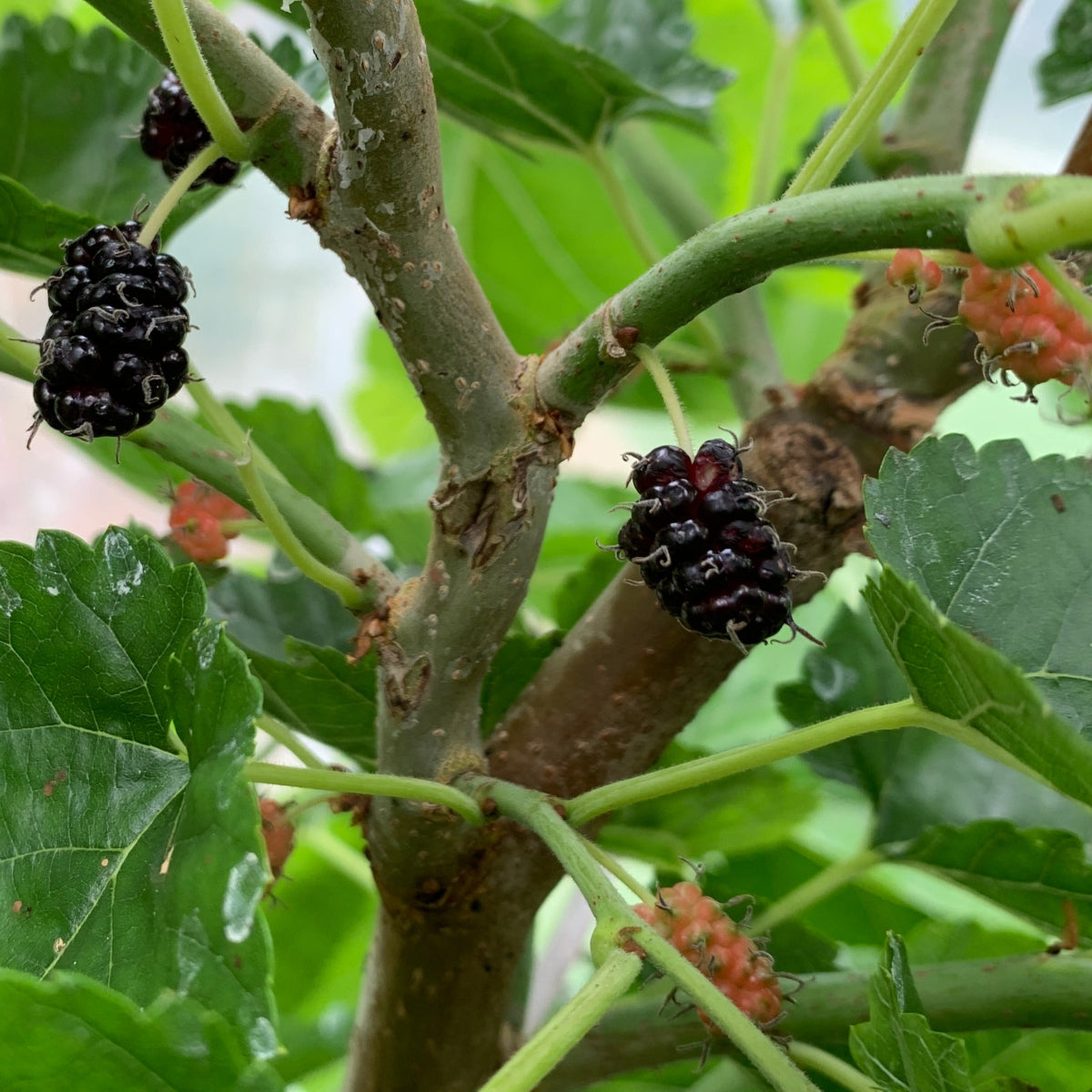 Callie's Delight Contorted Mulberry Cutting