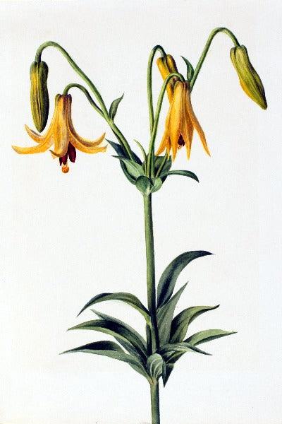 Canada Lily (Lilium canadense) Wildflower 4x6 Decorative Card - Dingdong's Garden