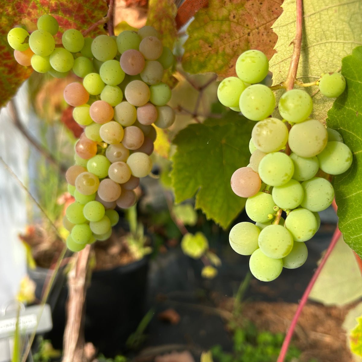 Canadice Table Grape Cutting - Dingdong's Garden