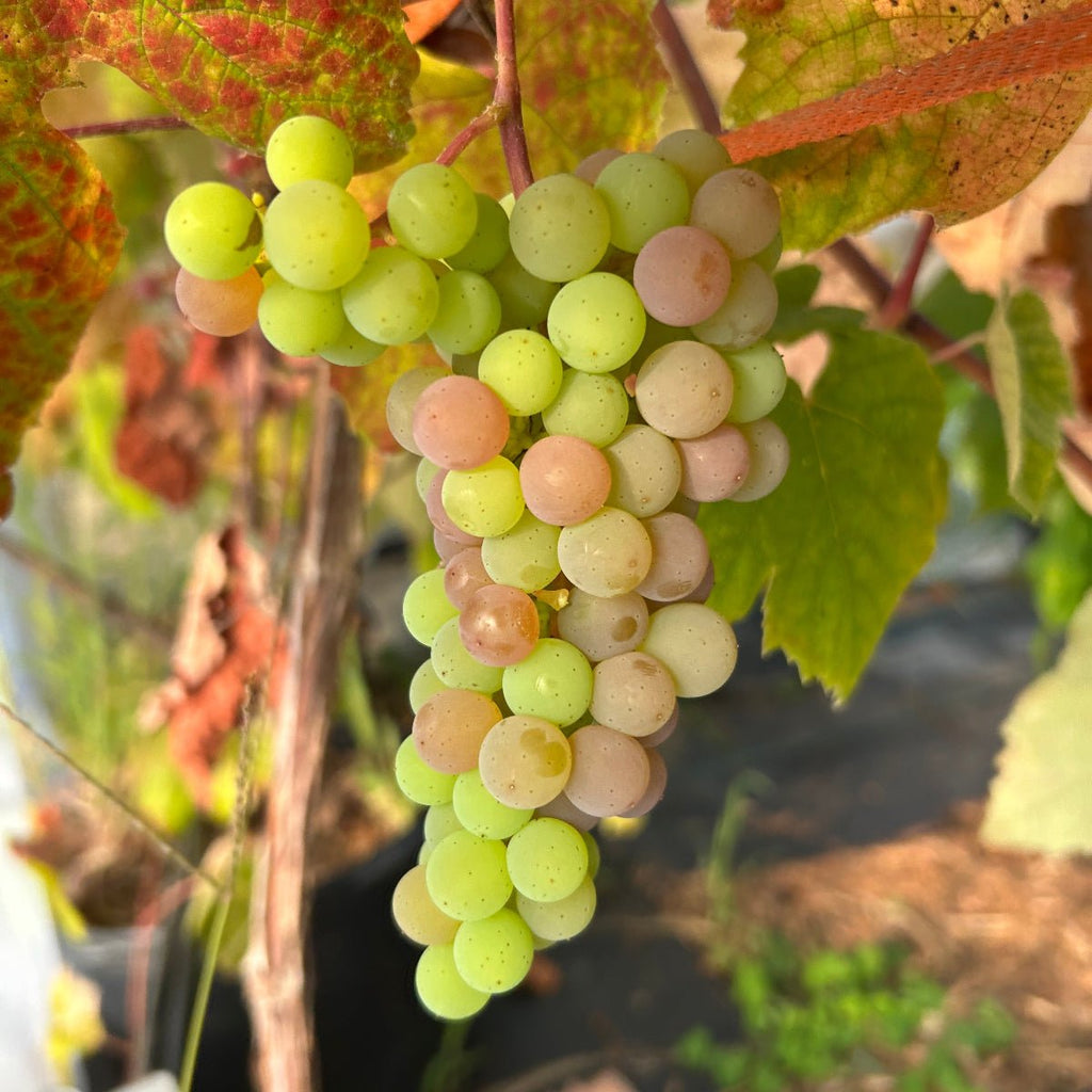 Canadice Table Grape Cutting