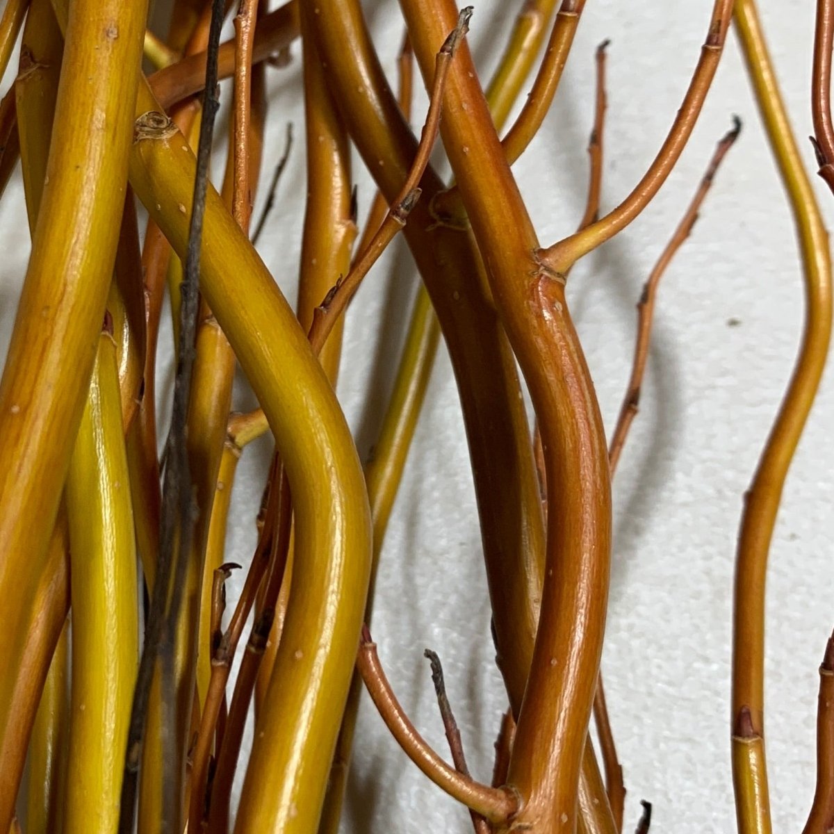 Caradoc Curly Willow Cutting - Dingdong's Garden