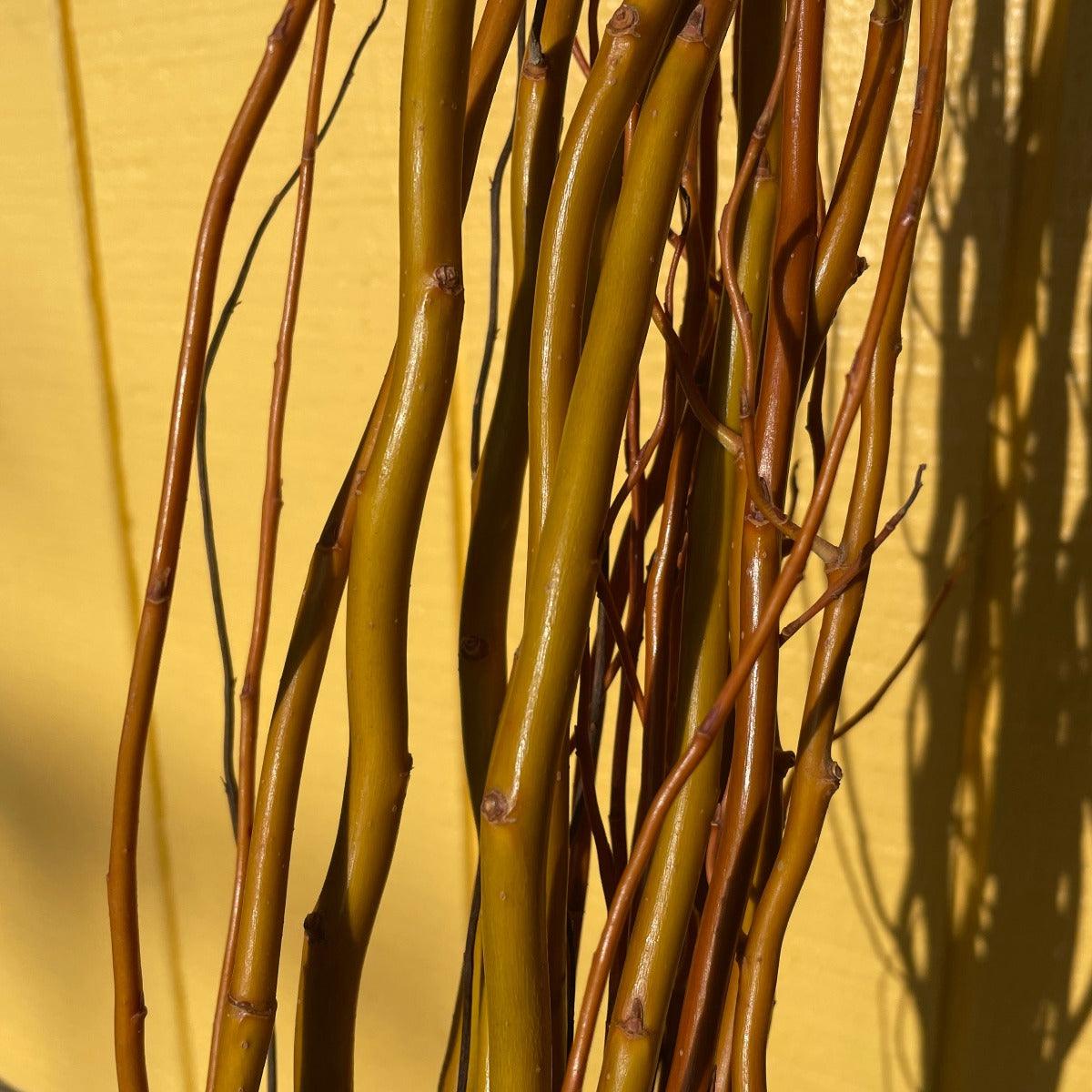 Caradoc Curly Willow Cutting - Dingdong's Garden