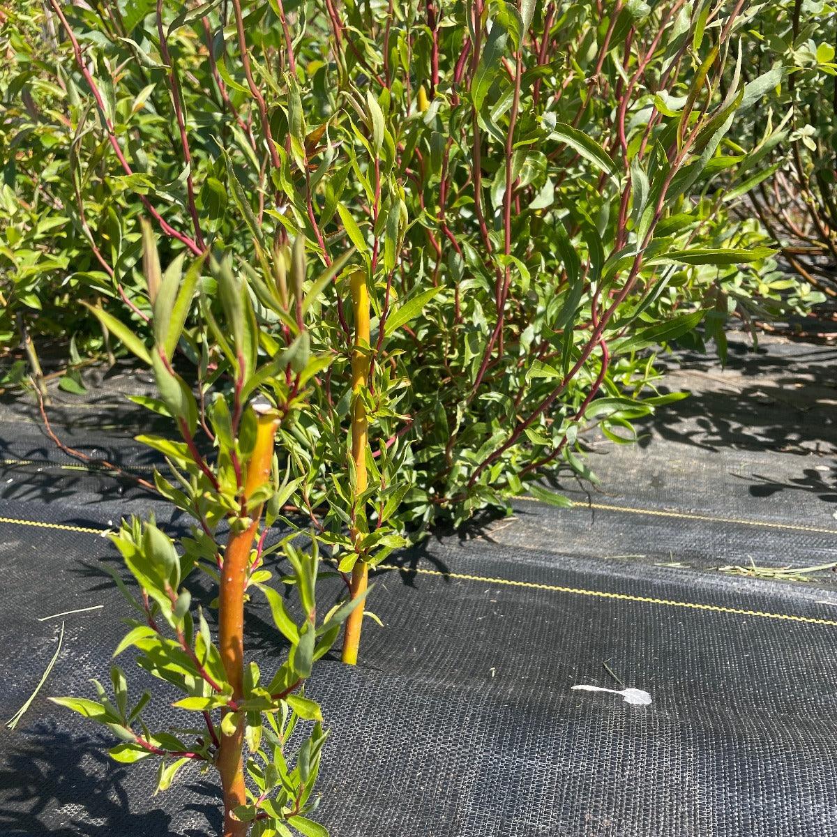 Caradoc Curly Willow Cutting - Dingdong's Garden