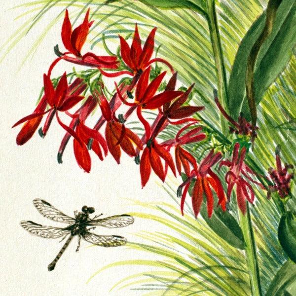 Cardinal Flower (Lobelia cardinalis) Wildflower 4x6 Decorative Card - Dingdong's Garden