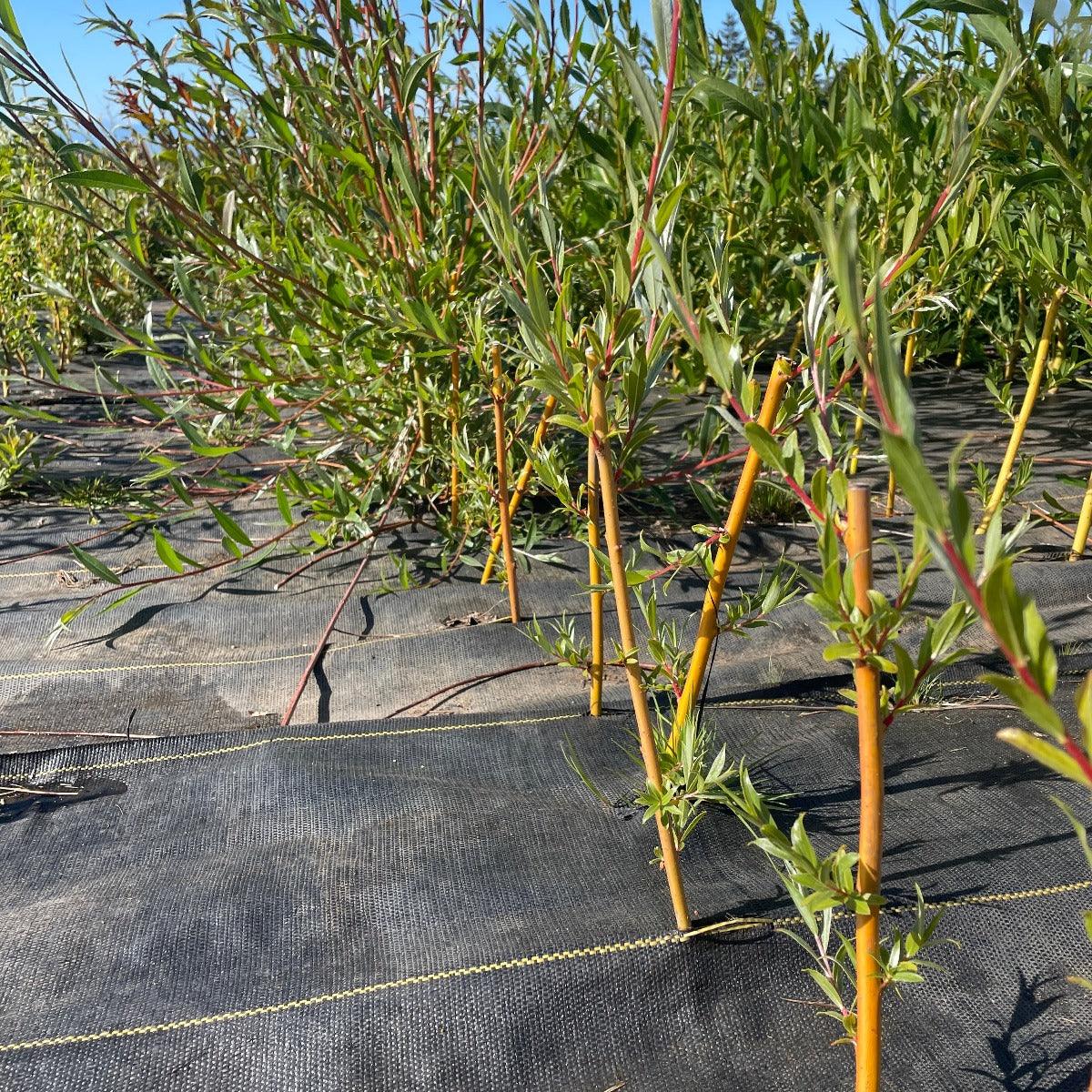 Cardinal Willow Cutting - Dingdong's Garden