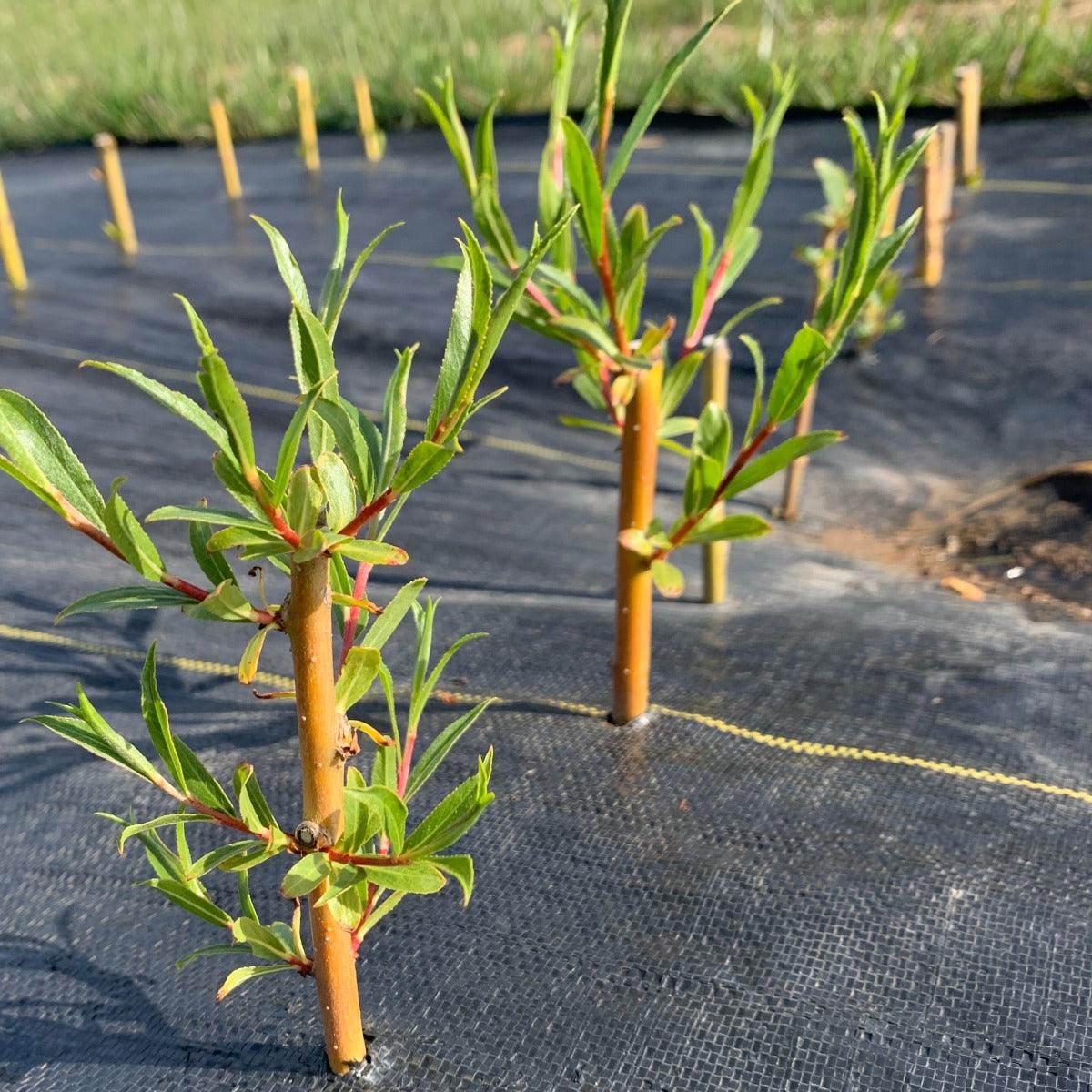 Cardinal Willow Cutting - Dingdong's Garden