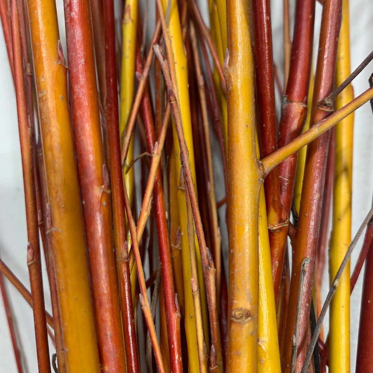 Cardinal Willow Cutting - Dingdong's Garden