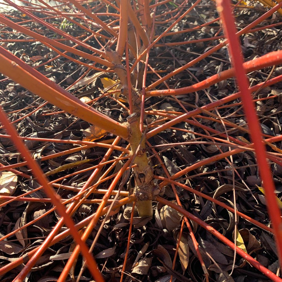 Cardinal Willow Cutting - Dingdong's Garden