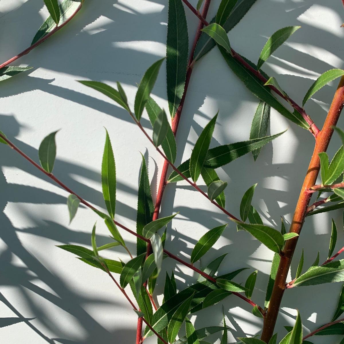 Cardinal Willow Cutting - Dingdong's Garden