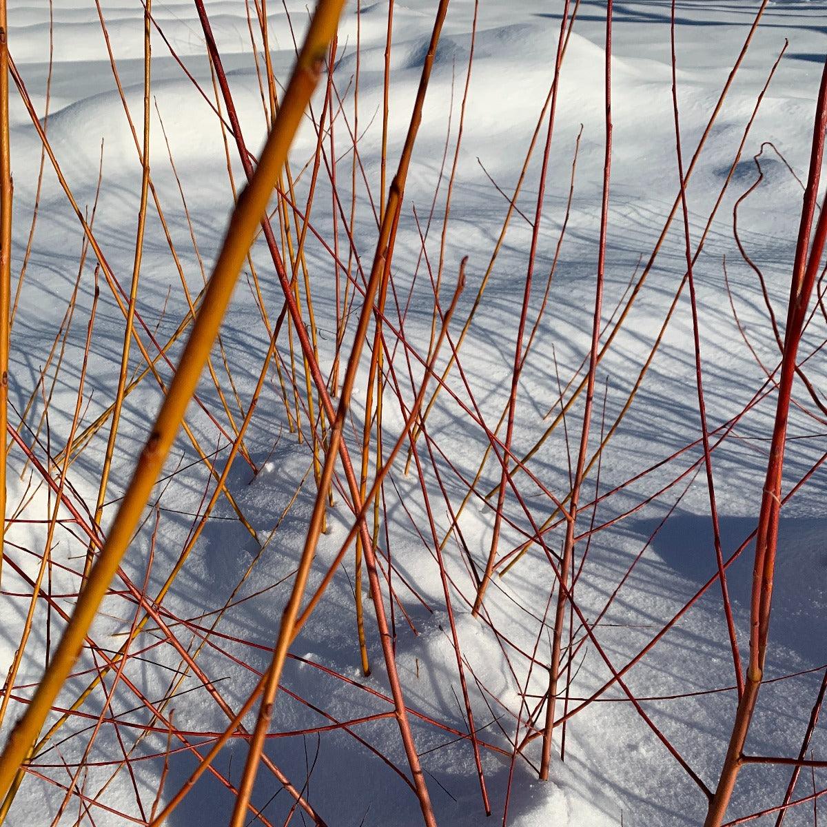 Cardinal Willow Cutting - Dingdong's Garden