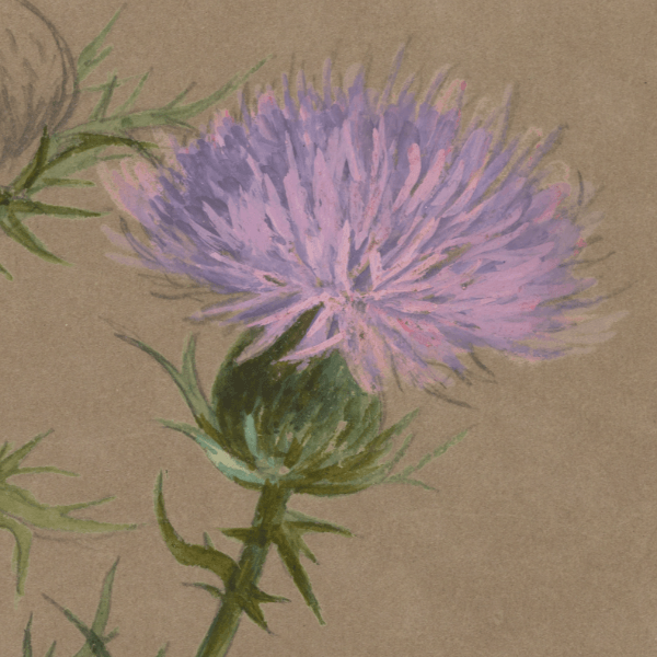 Carduus lanceolatus (Spear Thistle) Wildflower 4x6 Decorative Card - Dingdong's Garden