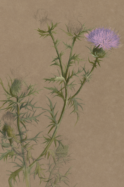 Carduus lanceolatus (Spear Thistle) Wildflower 4x6 Decorative Card - Dingdong's Garden