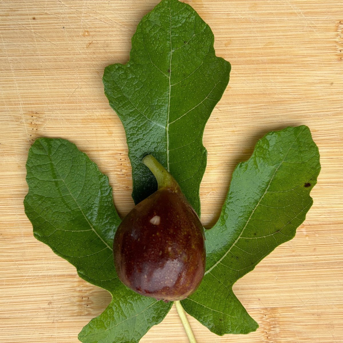 Carini Fig Cutting - Dingdong's Garden