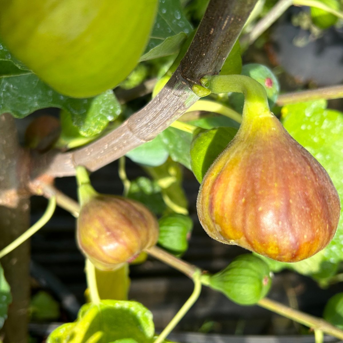 Carini Fig Cutting - Dingdong's Garden