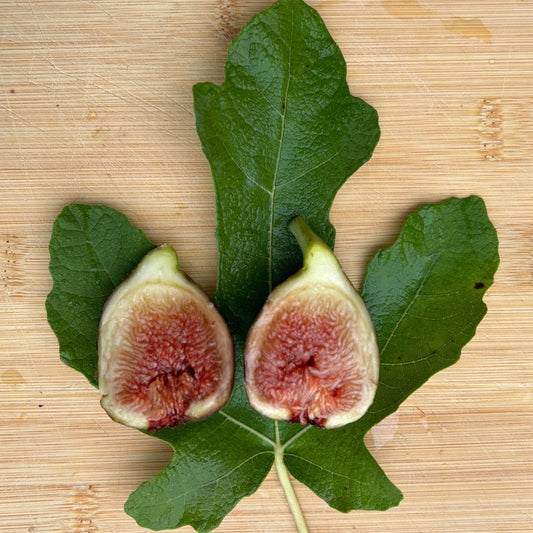 Carini Fig Cutting - Dingdong's Garden