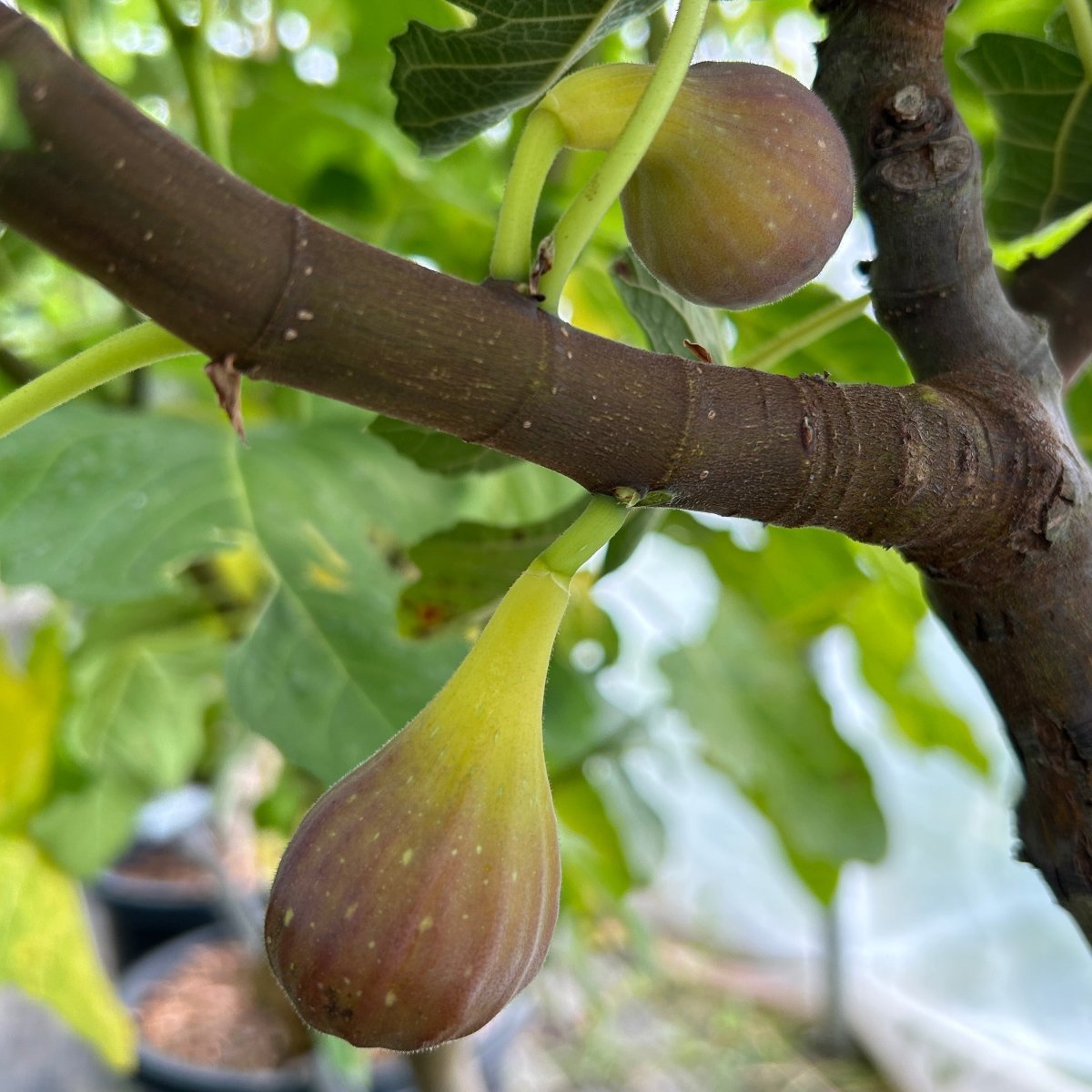 Celeste Fig Cutting - Dingdong's Garden