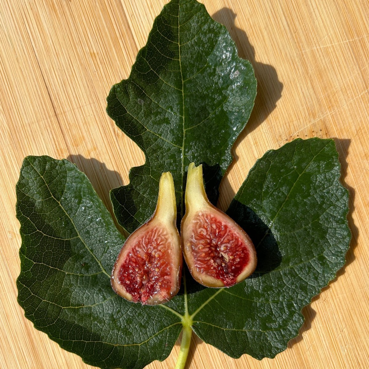 Celeste Fig Cutting - Dingdong's Garden