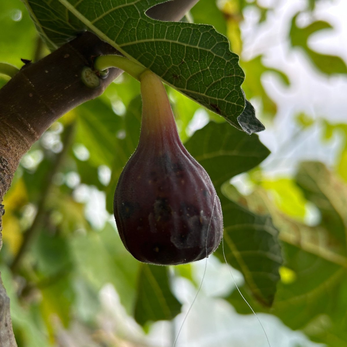 Celeste Fig Cutting - Dingdong's Garden