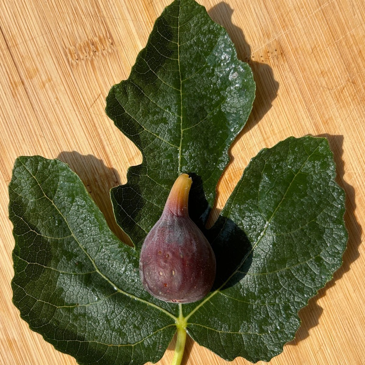 Celeste Fig Cutting - Dingdong's Garden