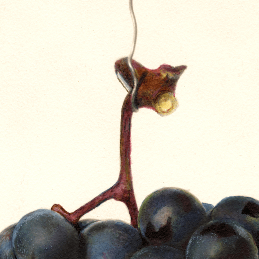 Champanel Grape 4x6 Decorative Card - Dingdong's Garden