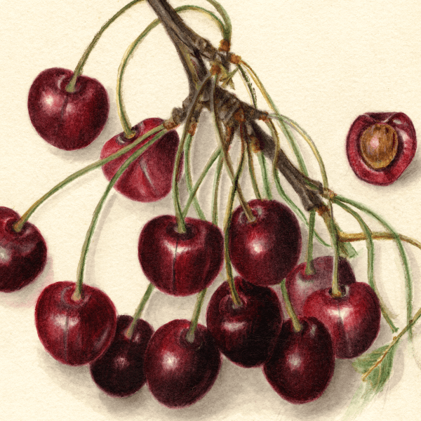 Chapman Cherry 4x6 Decorative Card - Dingdong's Garden