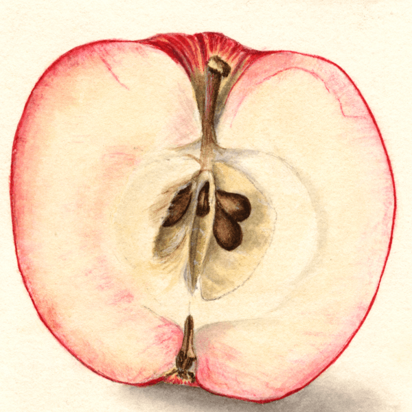 Charlamoff Apple 4x6 Decorative Card - Dingdong's Garden