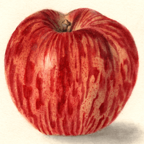 Charlamoff Apple 4x6 Decorative Card - Dingdong's Garden