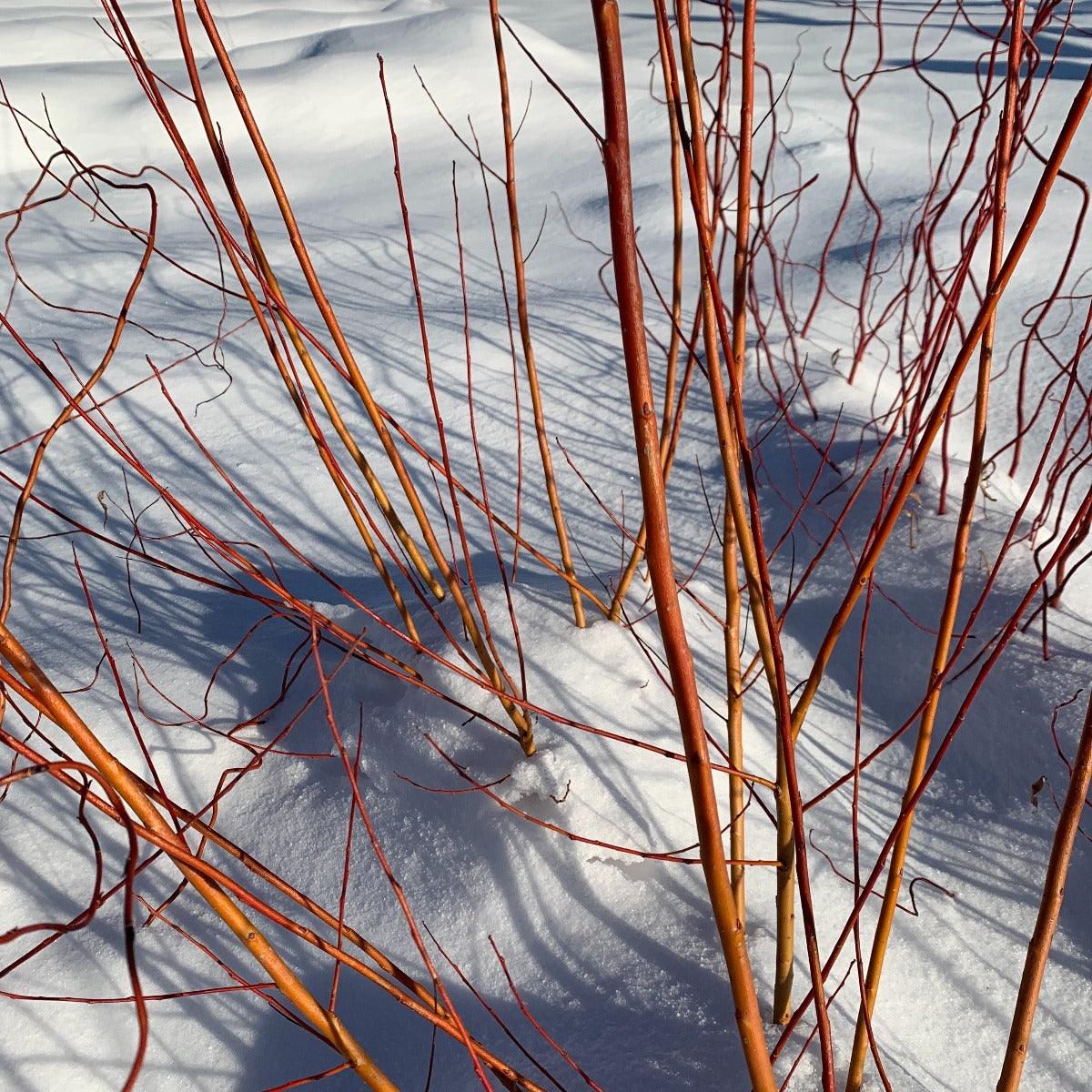 Chermesina Willow Cutting - Dingdong's Garden