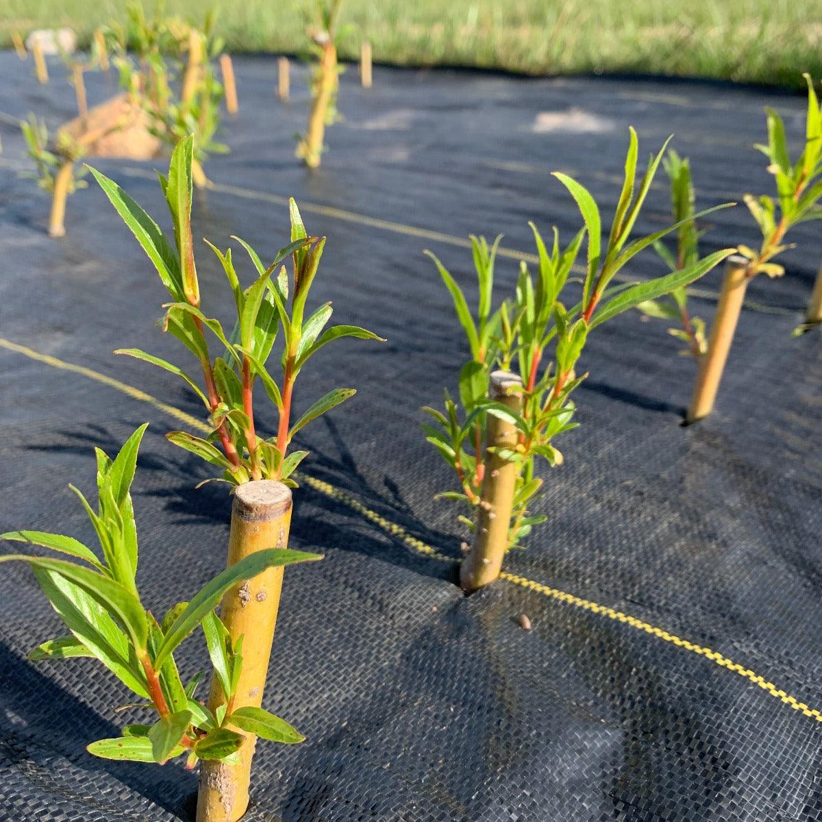 Chermesina Willow Cutting - Dingdong's Garden