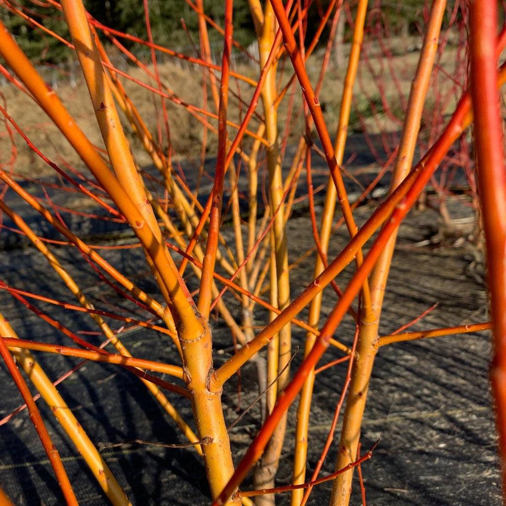 Chermesina Willow Cutting